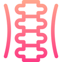 columna vertebral