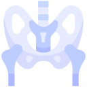 pelvis icon