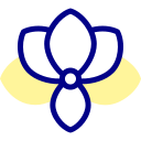 orchidée 