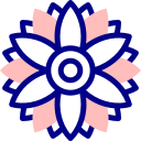 Gerbera 
