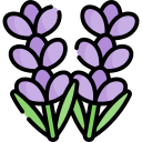 lavanda