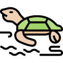 tortuga icon