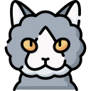 gato selkirk rex icon