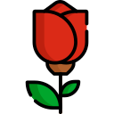 rosa