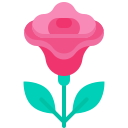 rosa