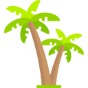 palmera