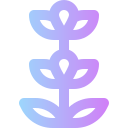 lavanda icon