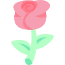 rosa