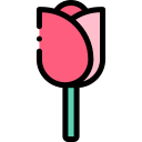 rosa