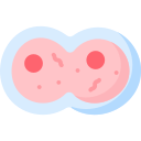 mitosis icon