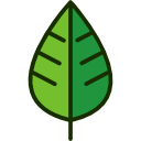 Leaf