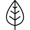 Leaf icon