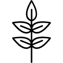 Leaf icon