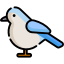 pájaro icon