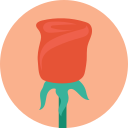 rosa icon