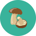 hongos icon