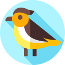 pájaro icon