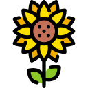 girasol