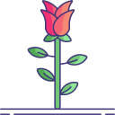 rosa icon