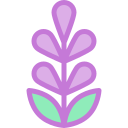 lavanda