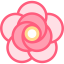 rosa