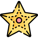 estrella de mar