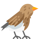 pájaro icon