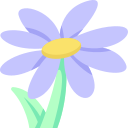 aster