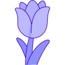 tulipán