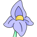 iris