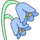 campanilla