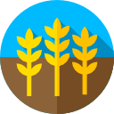 Wheat 