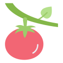 tomate icon