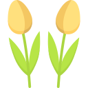 tulipanes