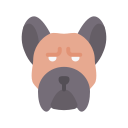 bulldog francês 