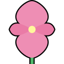 begônia 