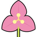 Bougainvillea 