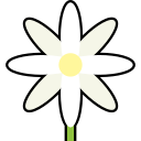 jasmim 