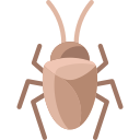 cucaracha 