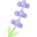 lavanda