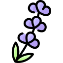 lavanda 