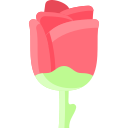 rosa