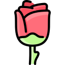 rosa