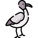 ibis 