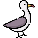 gaviota 