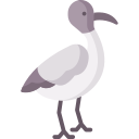 ibis