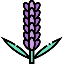 lavanda icon