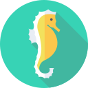 Морской конек 