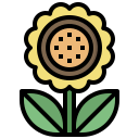 girasol