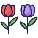 tulipanes